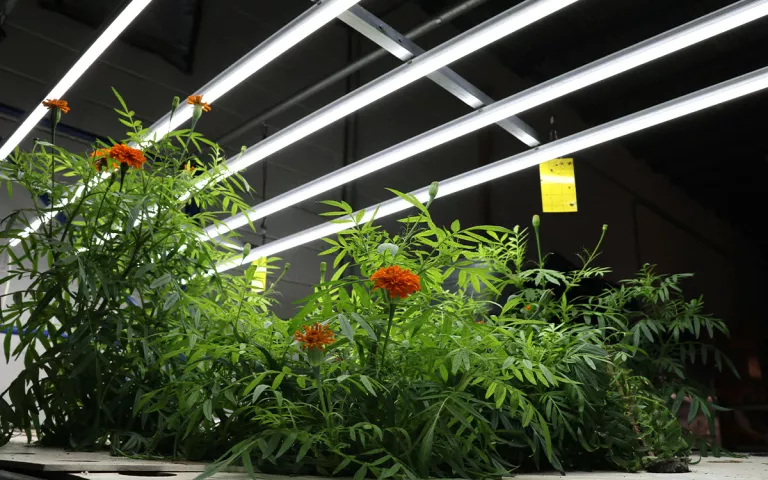 Green plants with red flowers grow under lights indoors 