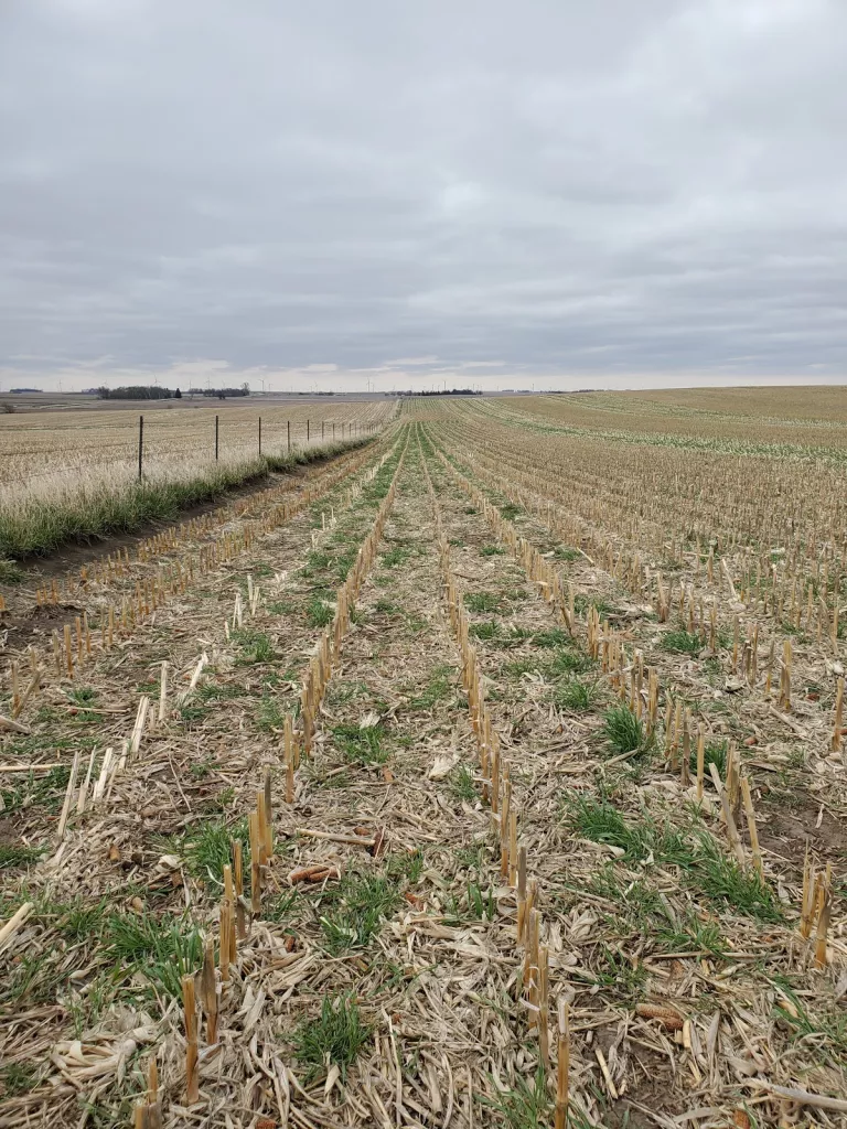 cover crops on Mike Henning's farm