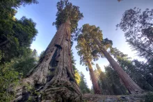 View of giant Sequoia trees