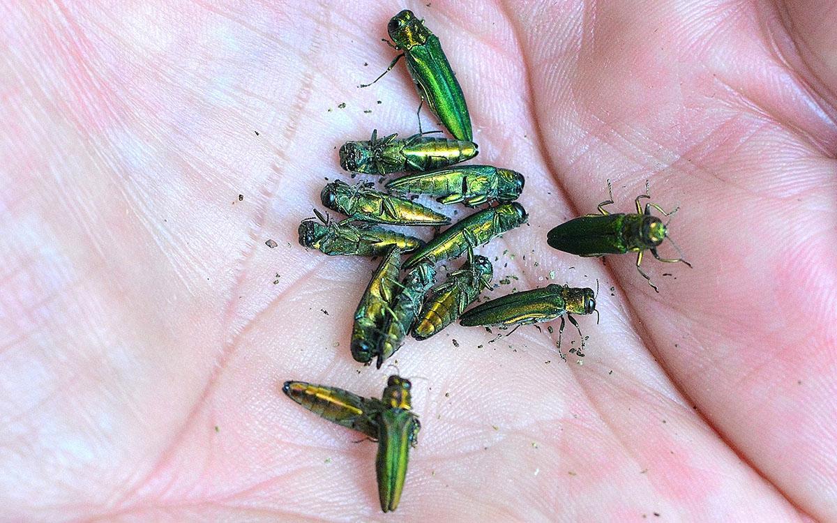 Emerald ash borers fallen from an ash tree after pesticide injection. | Photo by ziggy1/iStock