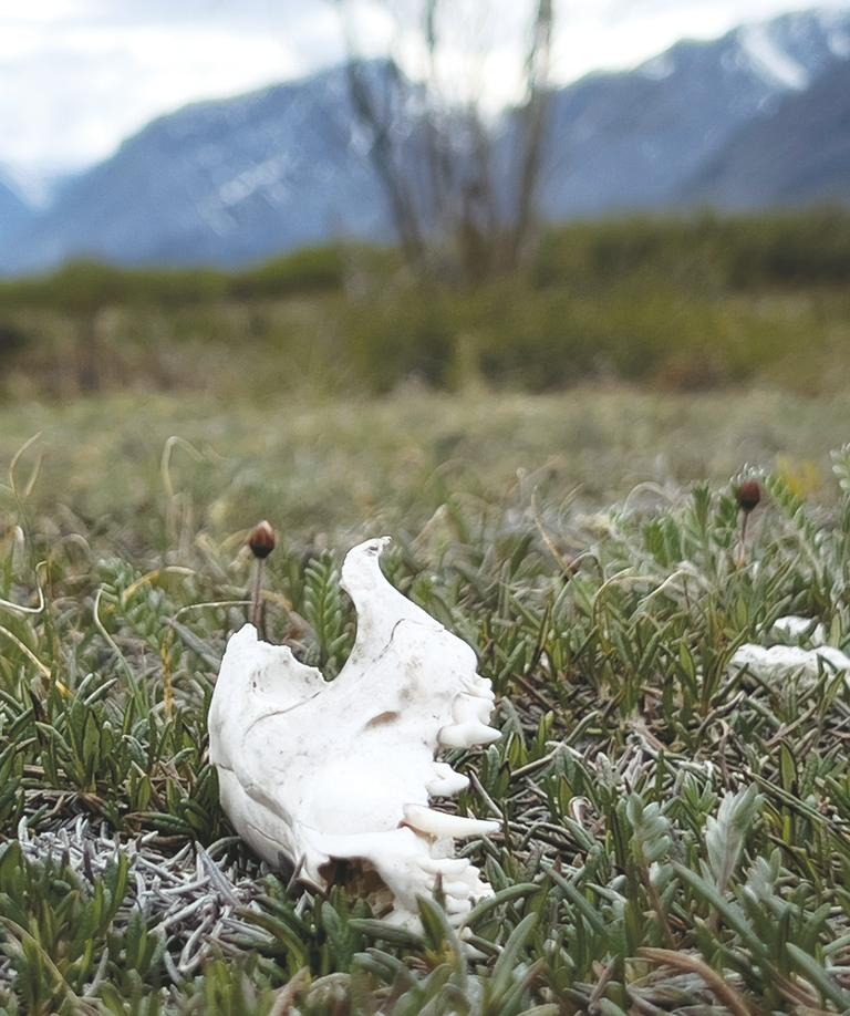 A bleached-white animal skull sits on a grassy area of the Arctic National Wildlife Refuge in Alaska.