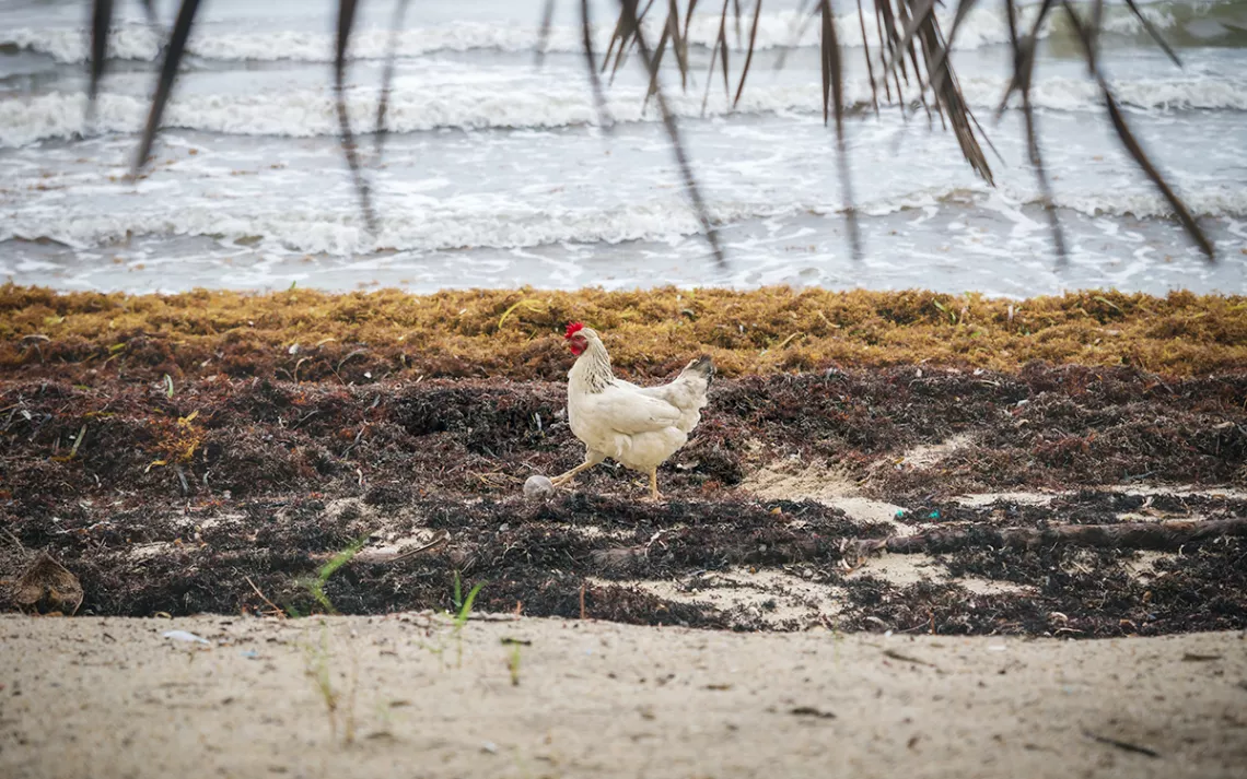 Sometimes everything depends on a photo with no wheelbarrow, but definitely a white chicken walking past piles of sargassum seaweed on a beach in Belize. 