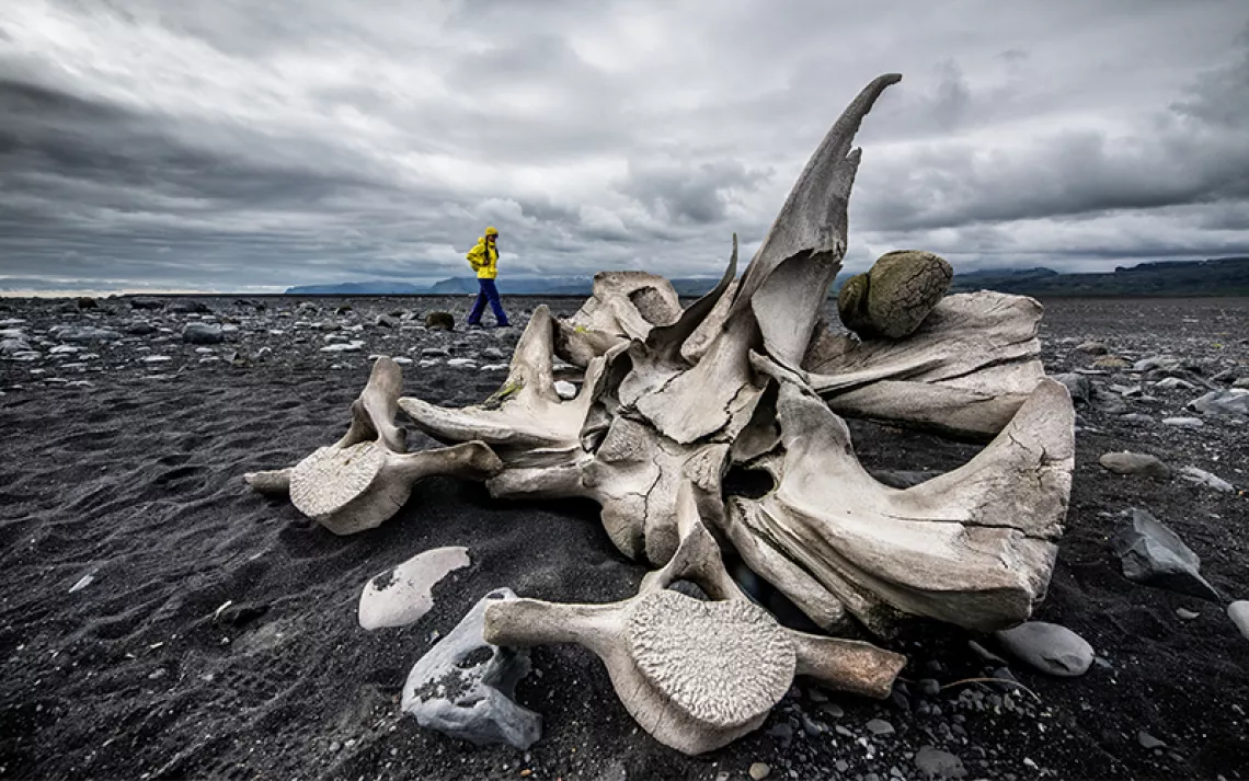 North Atlantic right whale flipper bones – drawnbydawn