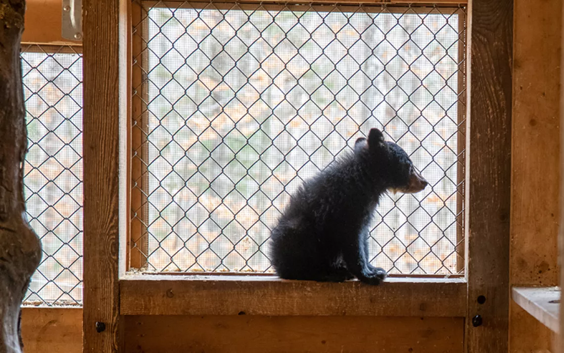 State to reduce black bear population - POLITICO