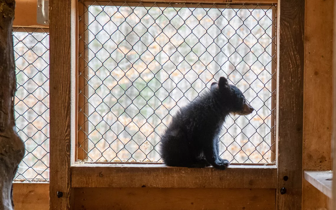 Bear-people conflicts on the rise in Idaho