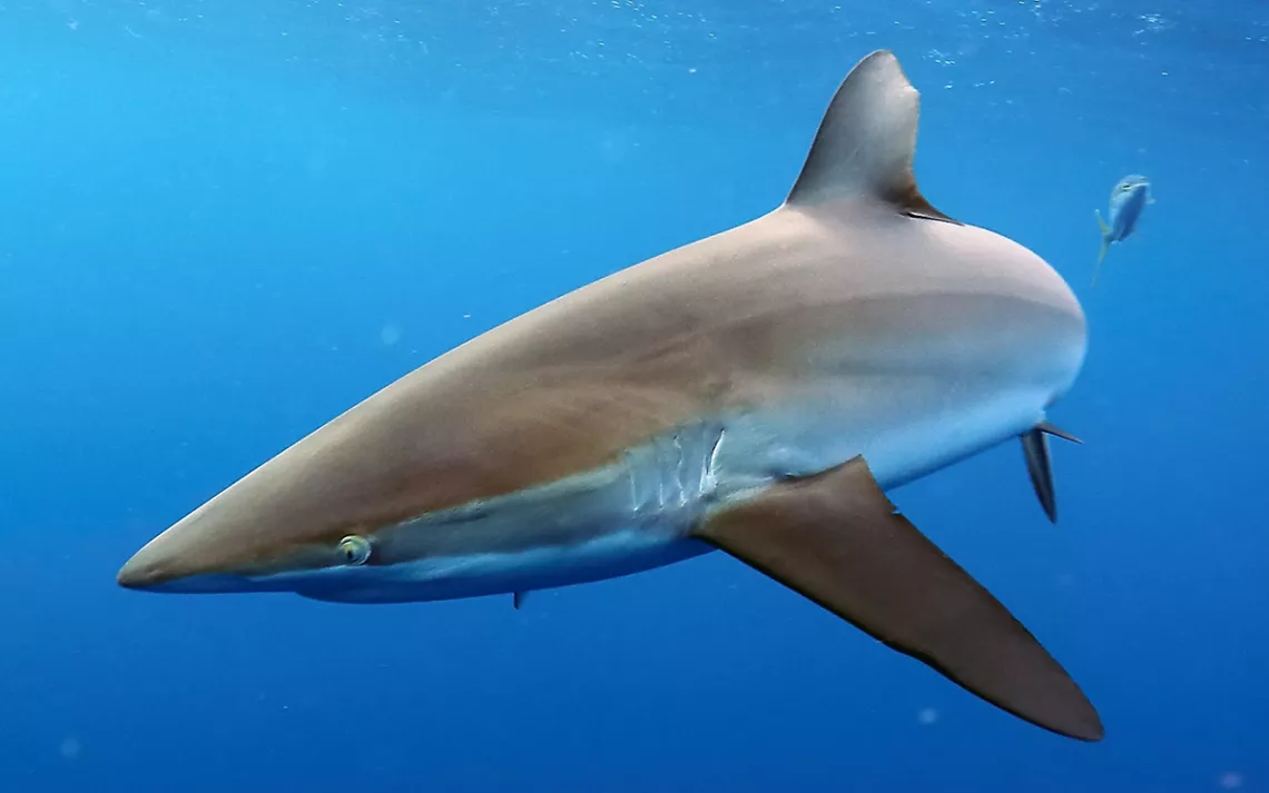 Silky shark, or Carcharhinus falciformes swimming in a deep blue sea