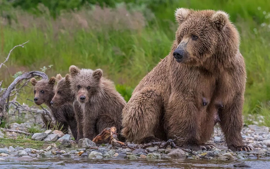 Mama Bear and Cubs by Stacey Purdy