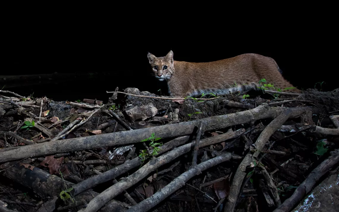 Bobcats in Kentucky