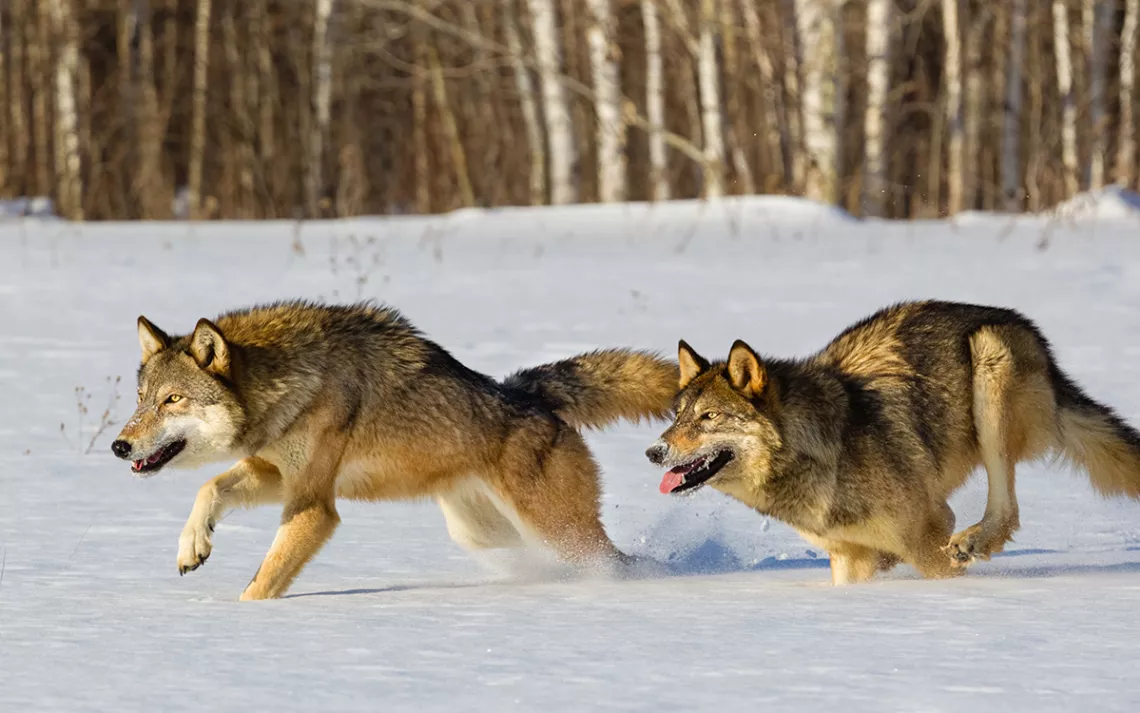 How to Live With Wolves | Sierra Club