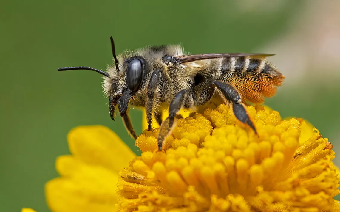 A western leafcutter bee visits a flower in search of pollen, Trinity Alps, California. Photo by Clay Bolt