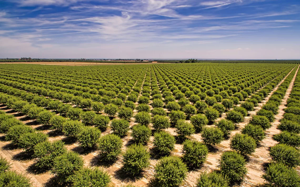 The seemingly endless rows of almond trees on this farm in California’s Central Valley are part of a multi-billion-dollar industry. Photo by Ningaloo.gg / Shutterstock