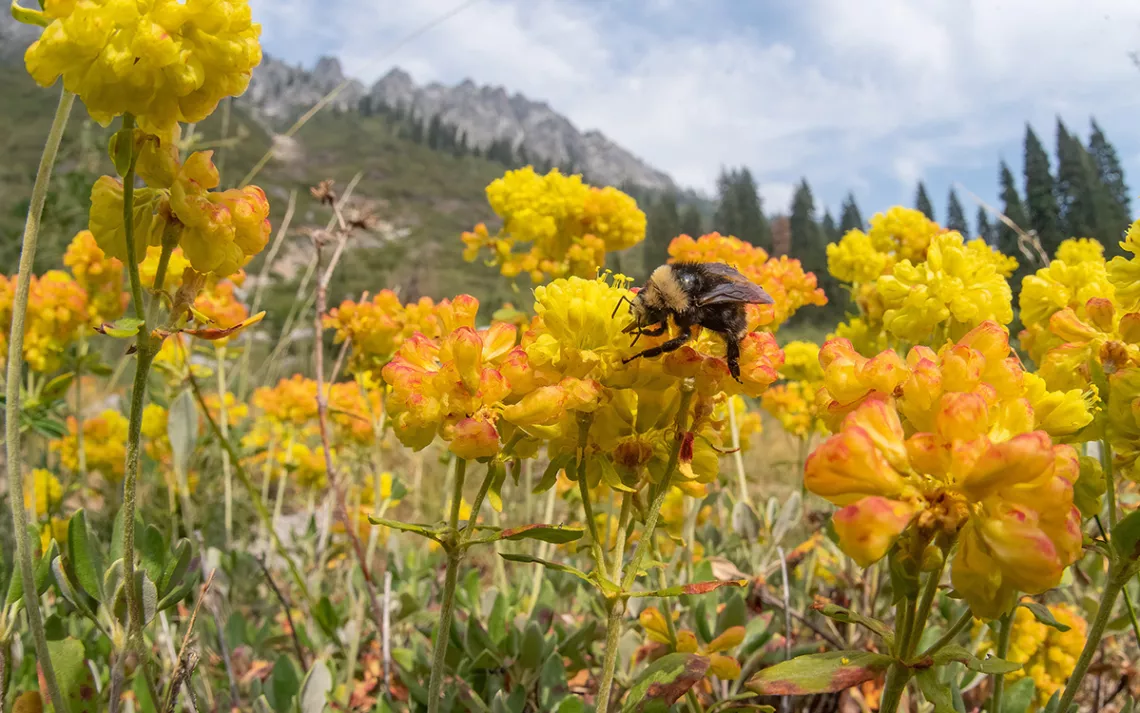 A Vosnesensky's bumble bee visits the flowers of sulfur buckwheat, Trinity Alps, California. Photo by Clay Bolt