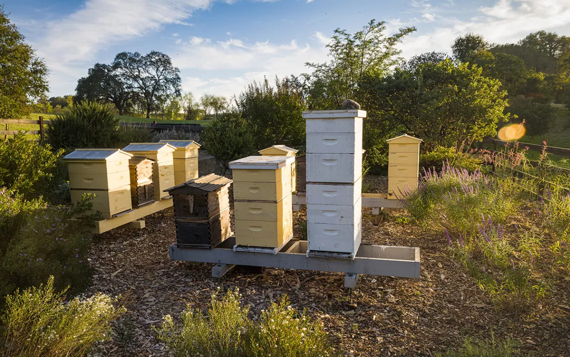 Rented honeybee hives like these in Sonoma, California are part of a $250 million industry. Photo by Jak Wonderly.