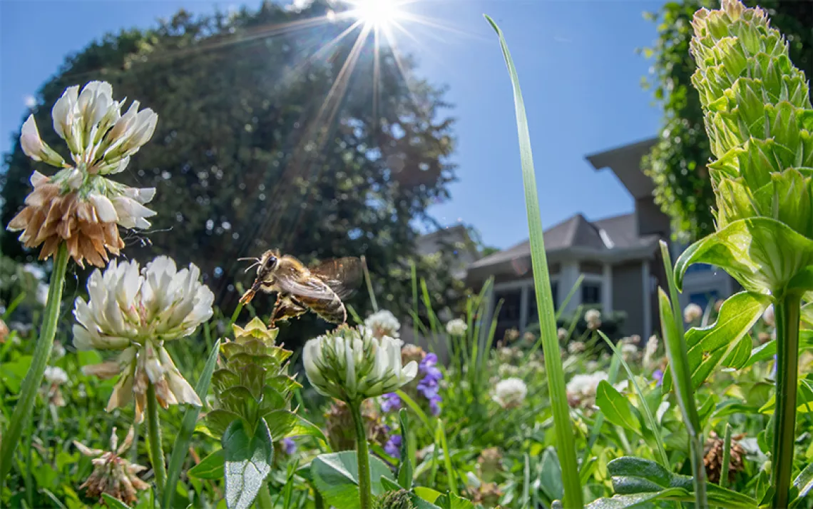 Inside the Rise of Bee Lawns