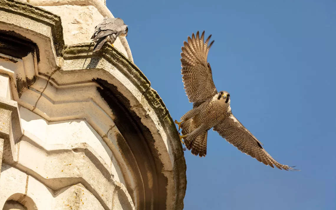 Peregrine falcons on St. Paul’s Church, Deptford, London with blue sky as a backdrop