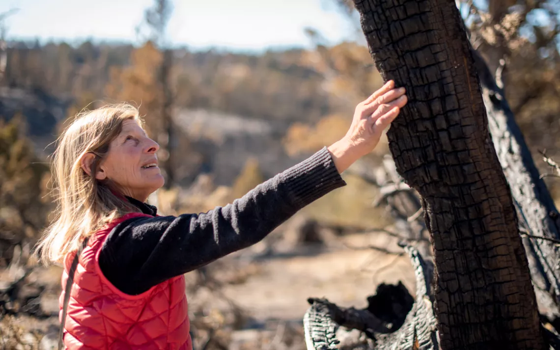 Forest Service Criticized for Cutting Old-Growth Trees in Eastern Arizona