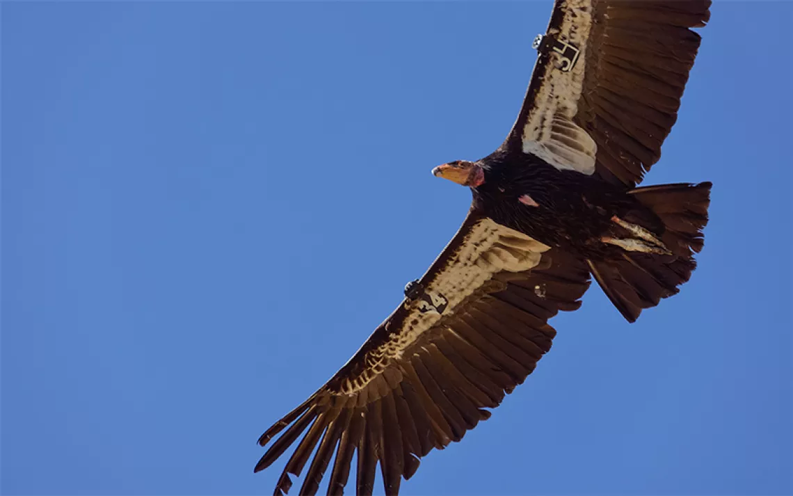Even Turkey Vultures Face an Uncertain Future in the Anthropocene