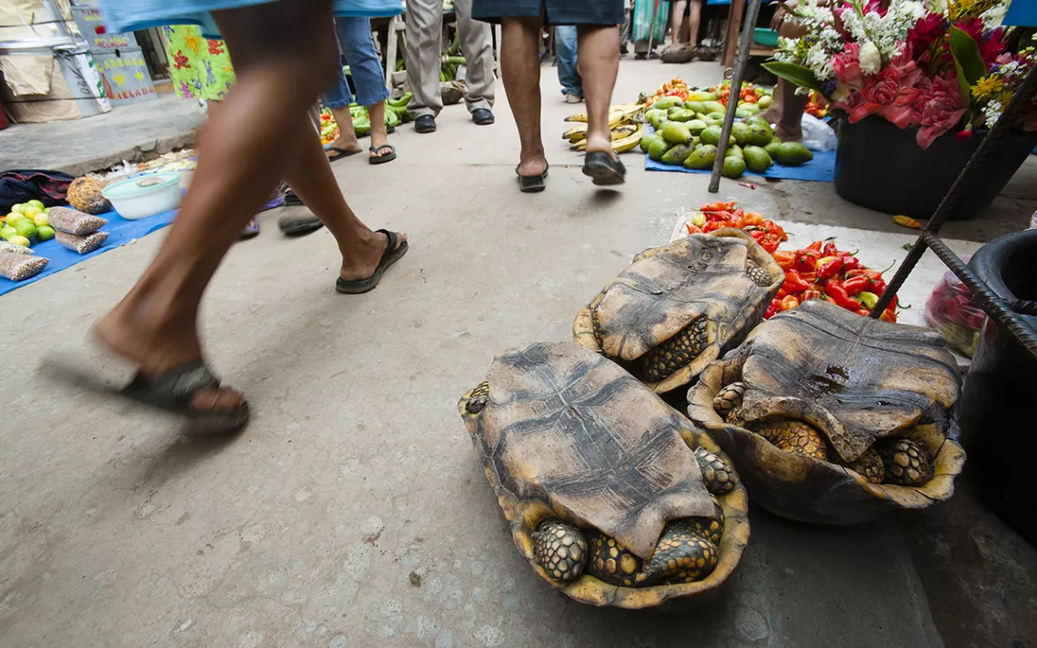 Yellow-footed tortoises (Geochelone denticulata) for sale at Yurimaguas Market, Peru, in November 2006.
