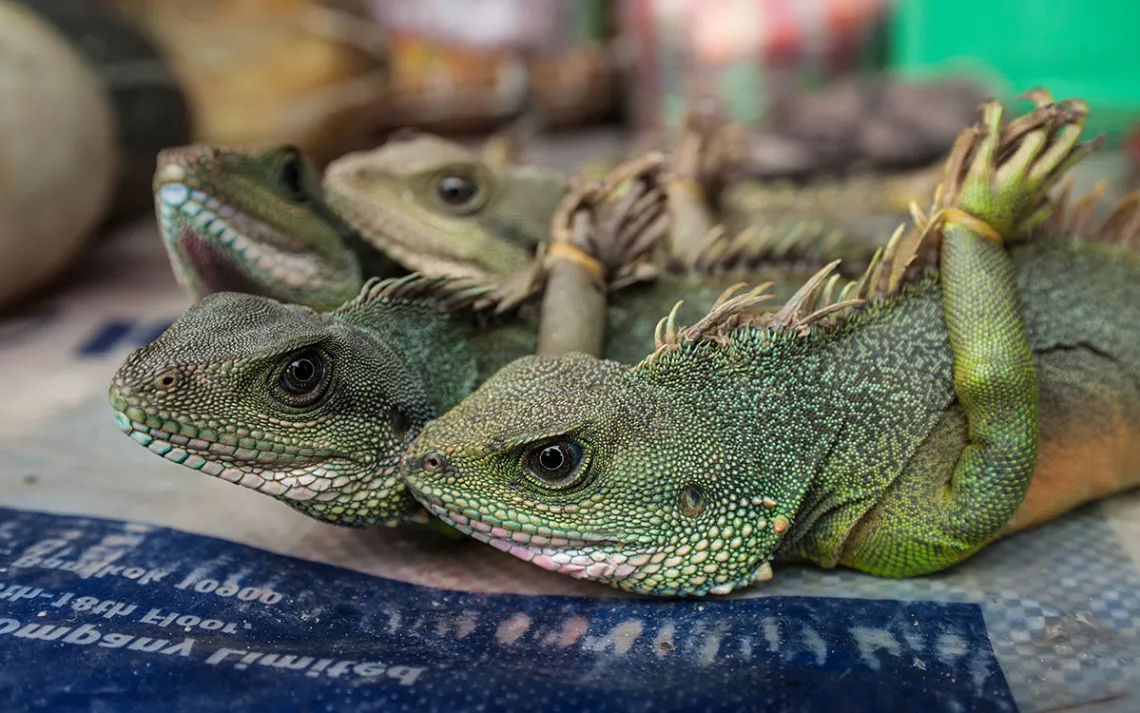 Green dragons at a rural market