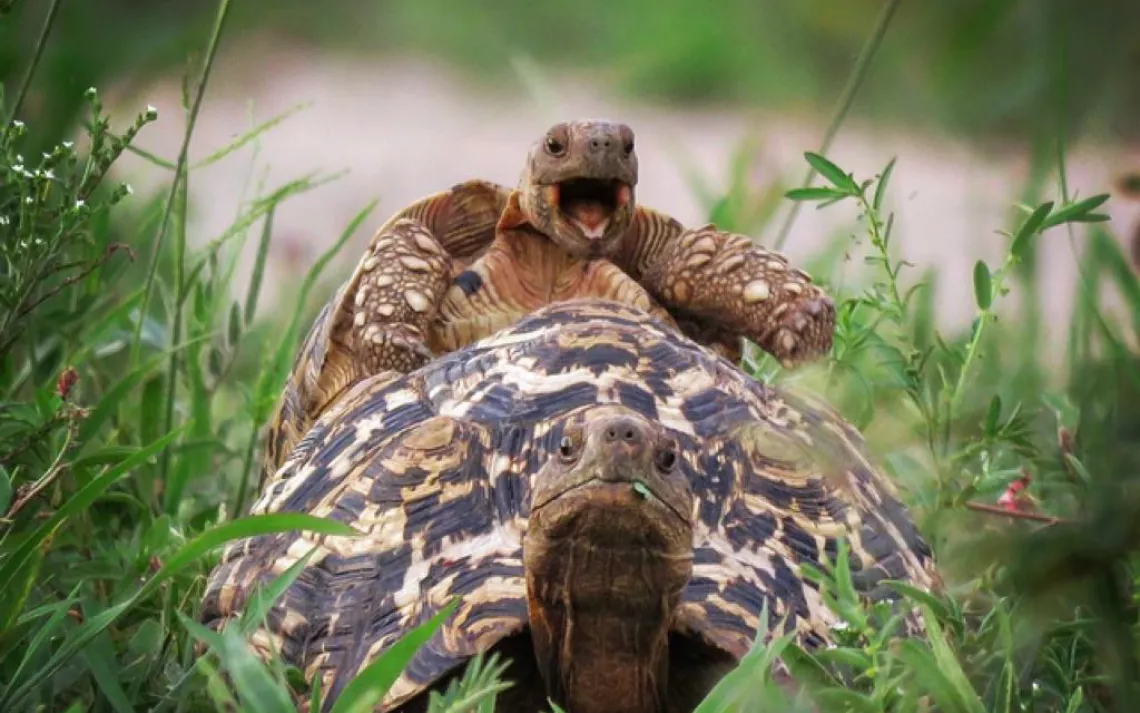 The 2016 Comedy Wildlife Awards | Sierra Club