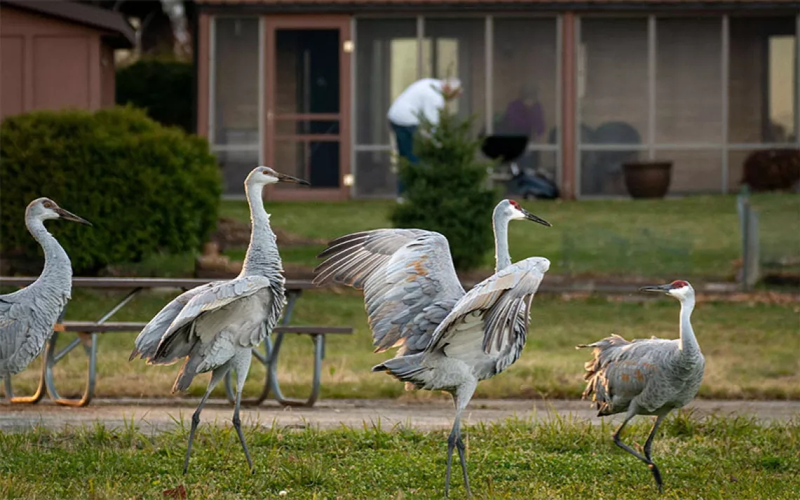 Sandhill Cranes Are Moving to Cities and Adopting Urban Lifestyles