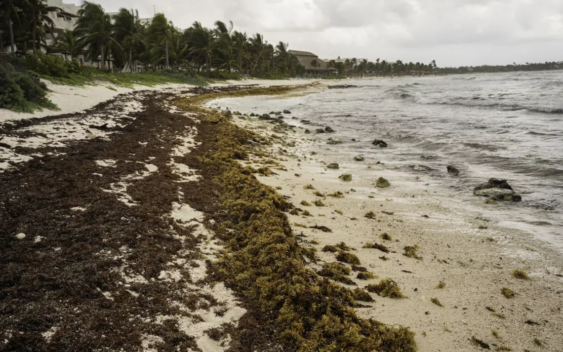 Un nuevo estudio revela los beneficios climáticos ocultos de las algas  marinas/New Study Reveals Seaweed's Hidden Climate Benefits