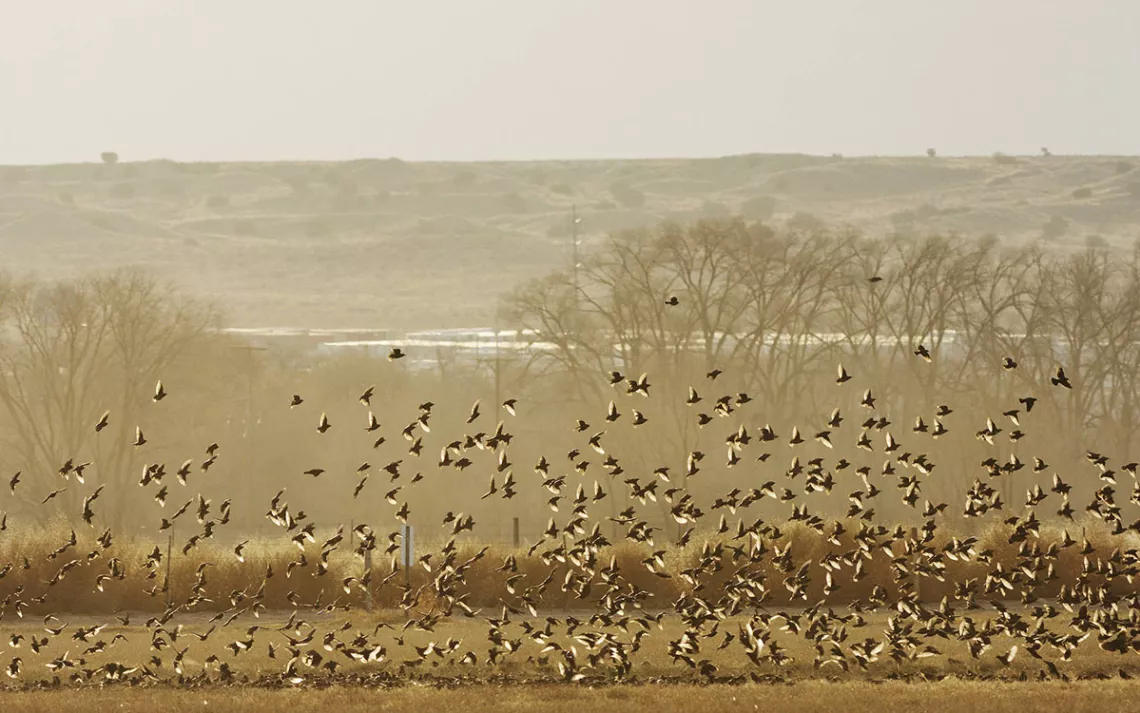 Kelly Green Archives - Inside The Birds