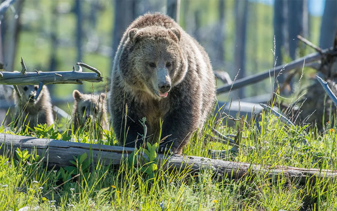 It's Time to Bring Grizzly Bears Back to the North Cascades
