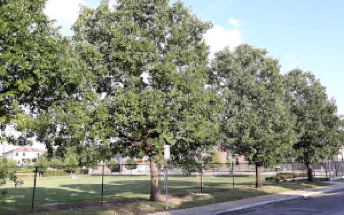 Bottle Tree (Brachychiton populneus) - 24 Box 