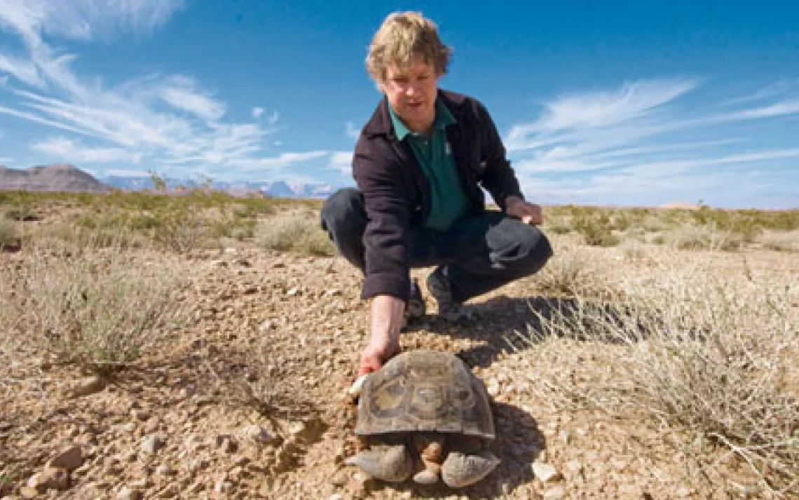 Biologist Ken Nussear with a species that has little use for the golf courses, housing tracts, and casinos that are replacing its native habitat.