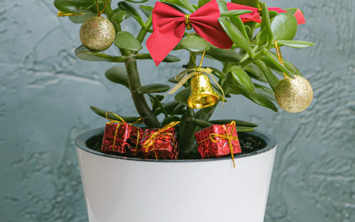 potted plant Christmas tree