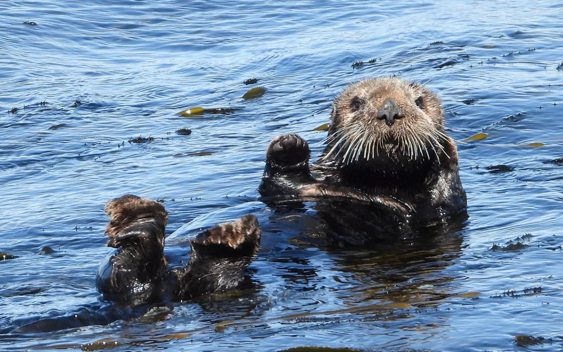 Sea Otters Are the Unlikely Heroes Helping to Restore a Marine ...