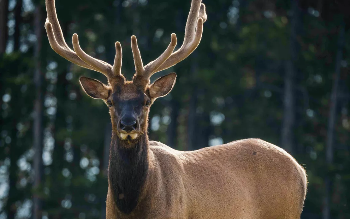 Close-up of an elk in a wooded area looking at the camera.