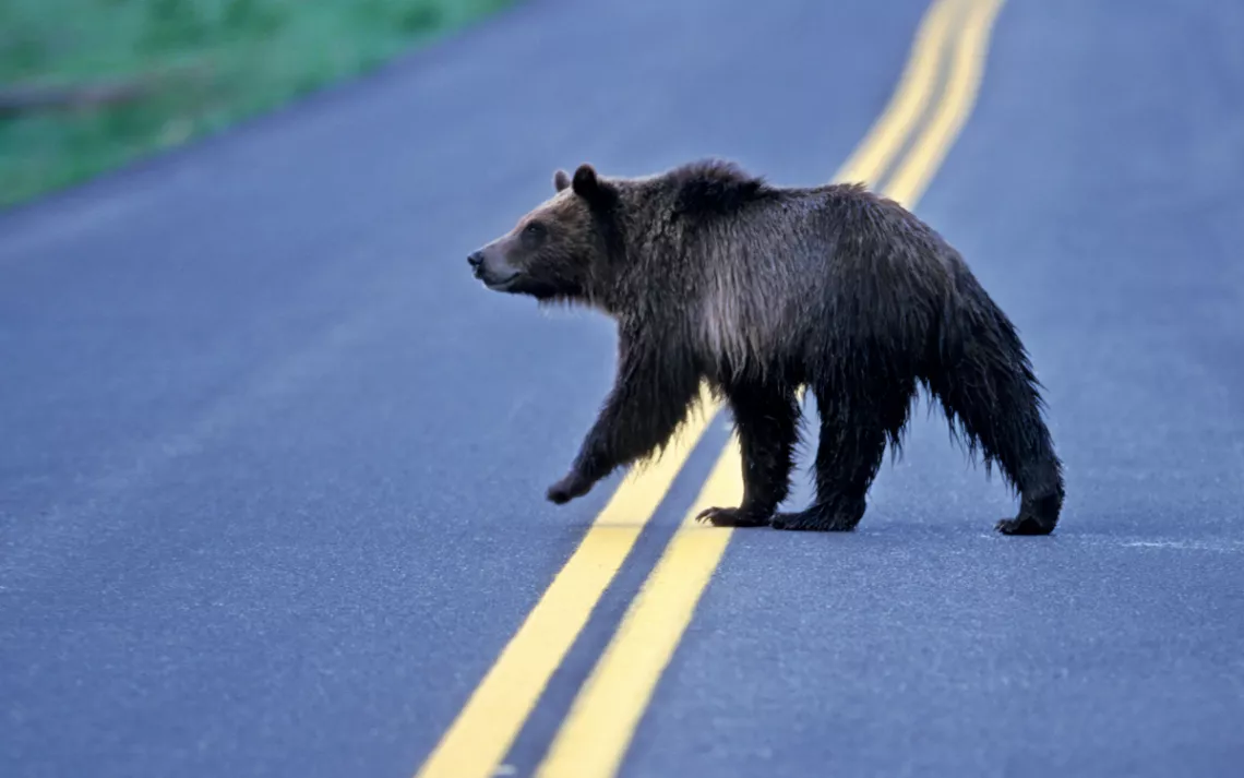 A dark bear walks across a two-lane asphalt highway with a double-yellow line.
