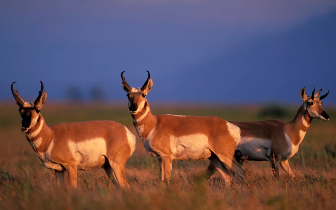 Three pronghorn stand in a field at dusk and look at the camera.