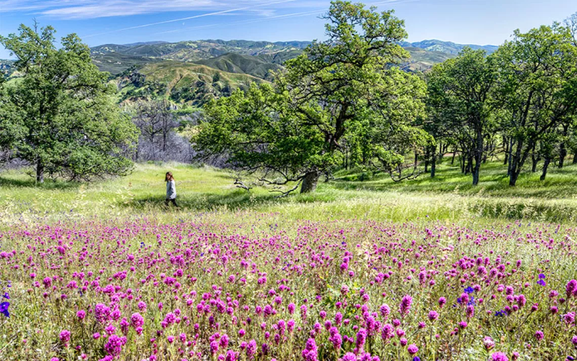 Pink wildflowers in bloom with oak woodland in the background