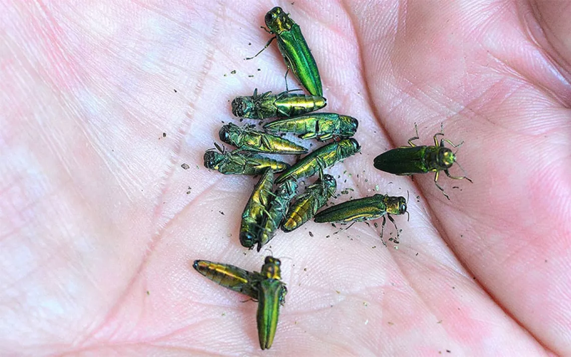 This close up shot shows a number of Emerald Ash Borers that have fallen from an Ash tree, several days after it was injected with a pesticide into its trunk. | Photo by ziggy1/iStock