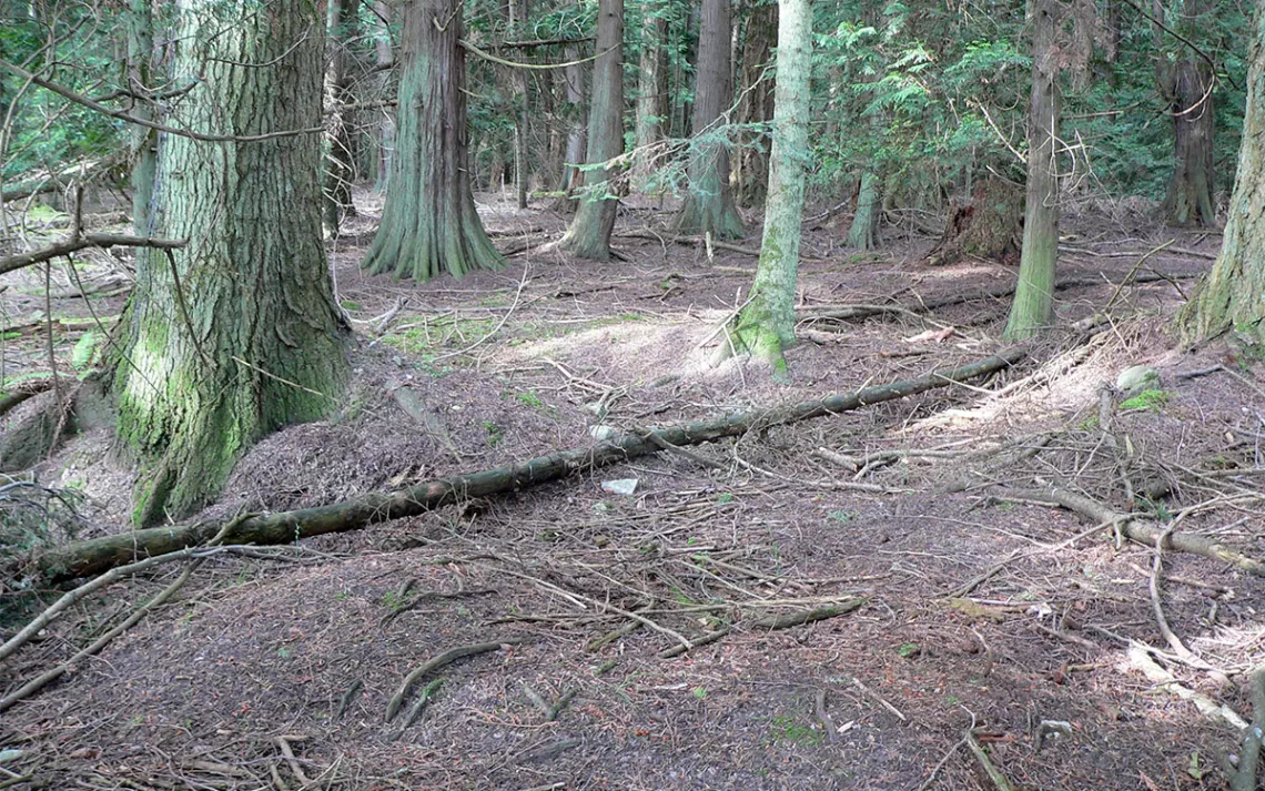 Sidney Island's overgrazed understory