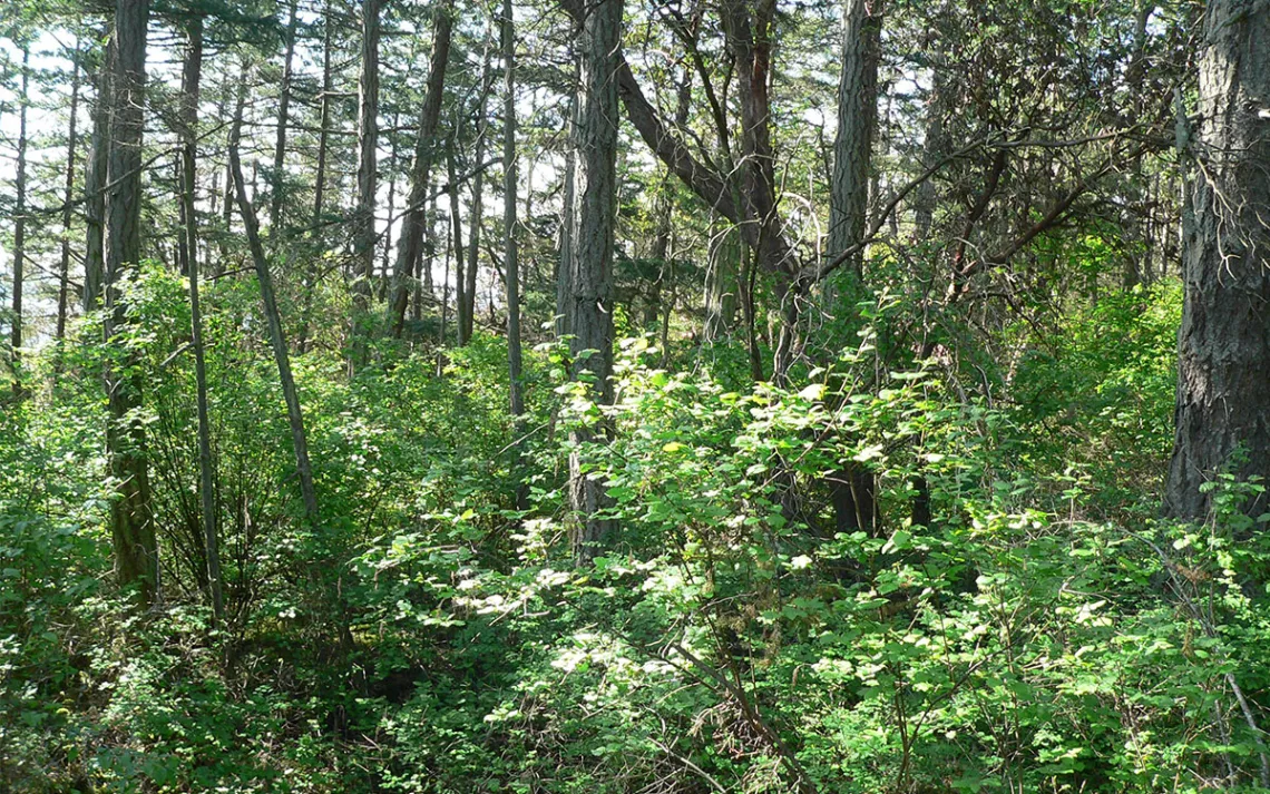 Flattop Island, among the San Juan Islands of Washington State, shows an intact CDF understory in which deer browsing is minimal.