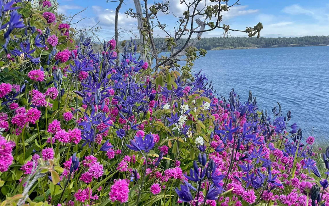 An intact Garry Oak Meadow