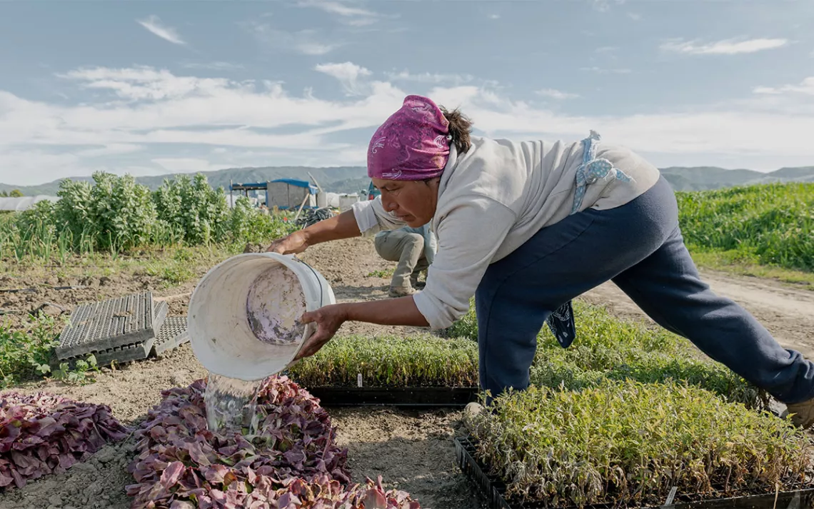 Maria Ana Reyes waters freshly sprouted vegetable seedlings at Narci Organics Farm in Salinas Valley.
