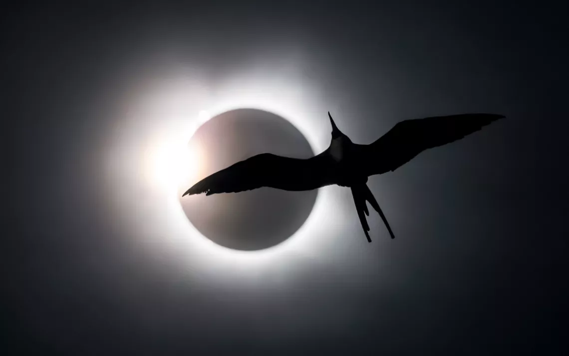 Black-and-white image of the 2024 solar eclipse with the silhouette of a frigate bird flying in front of the sun