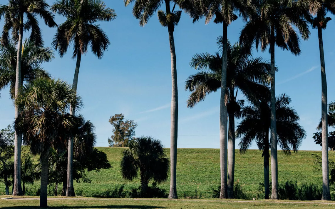 Palm trees in front of a tall grassy dike