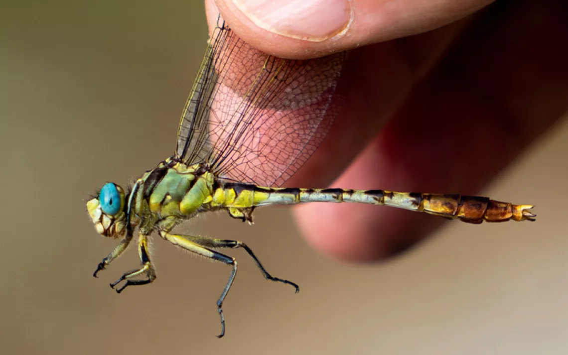 Close-up of a stillwater clubtail with turquoise eyes held by Jim Childress