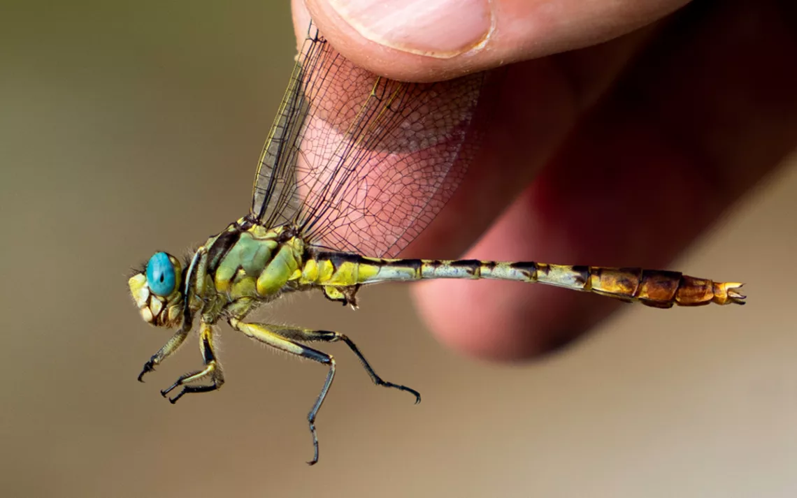 Close-up of a stillwater clubtail with turquoise eyes held by Jim Childress