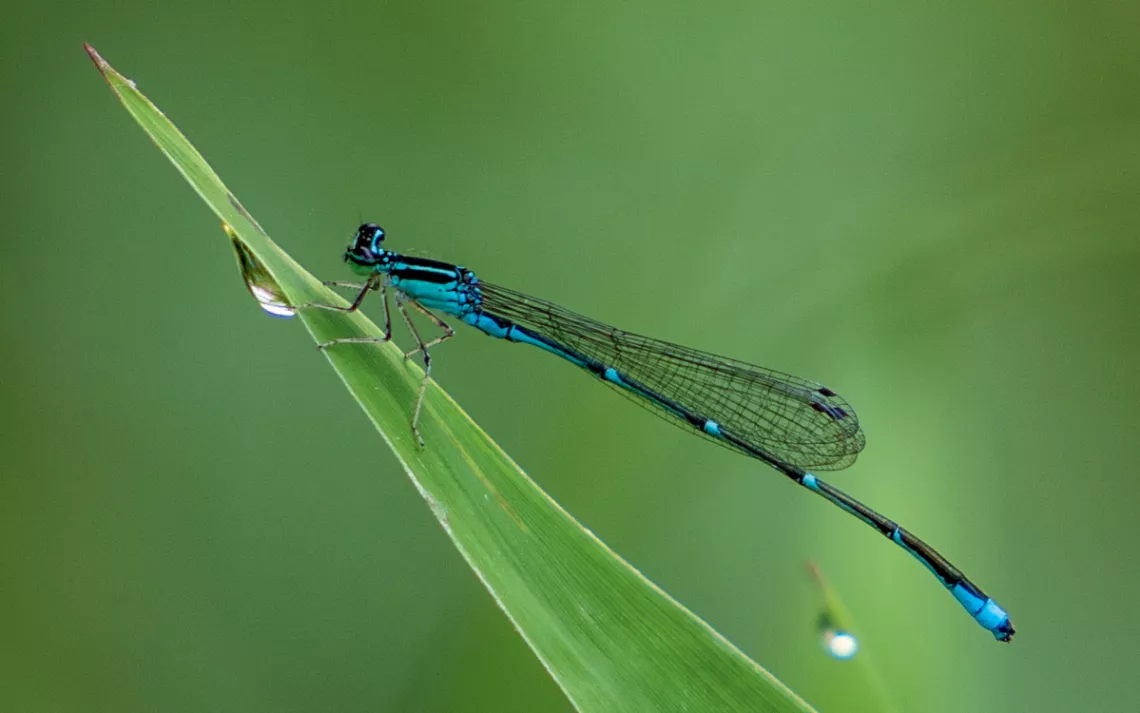 Close-up of a turquoise and black stream bluet damselfly resting on a leaf