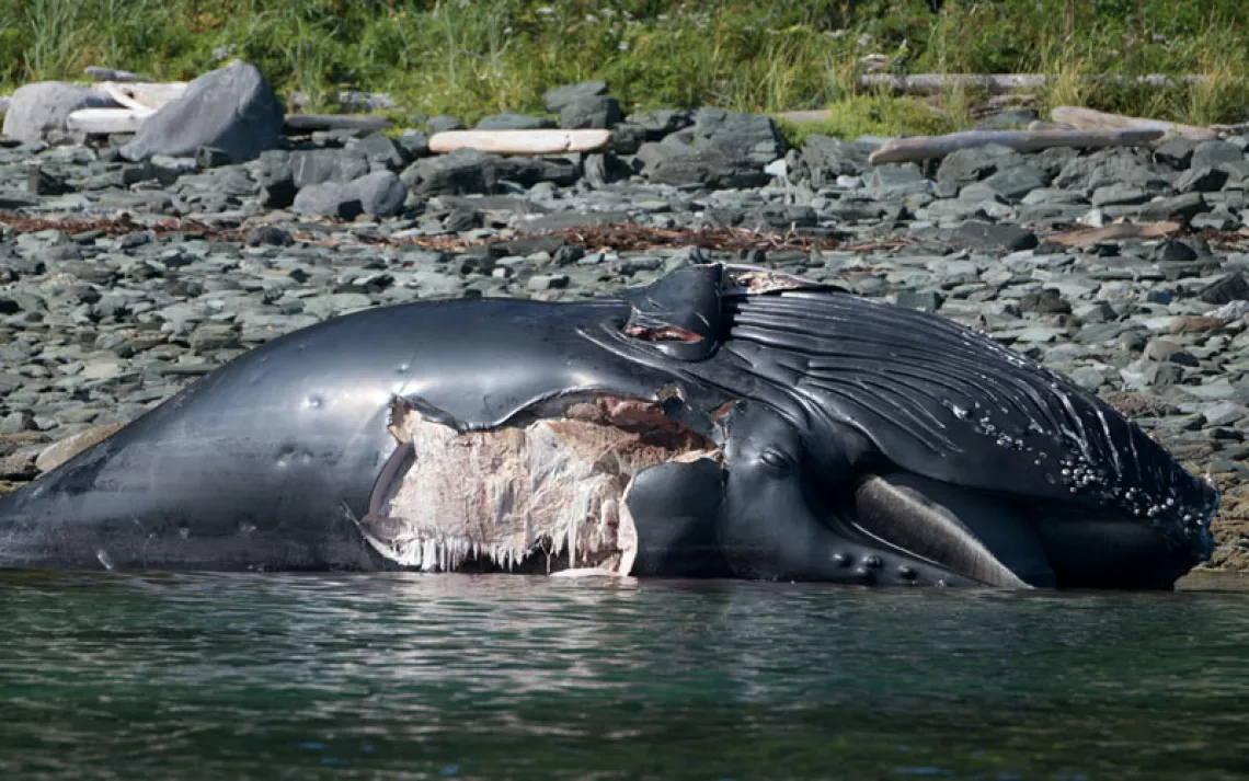 A dead humpback whale with a large gash in its side lies on a rocky beach.