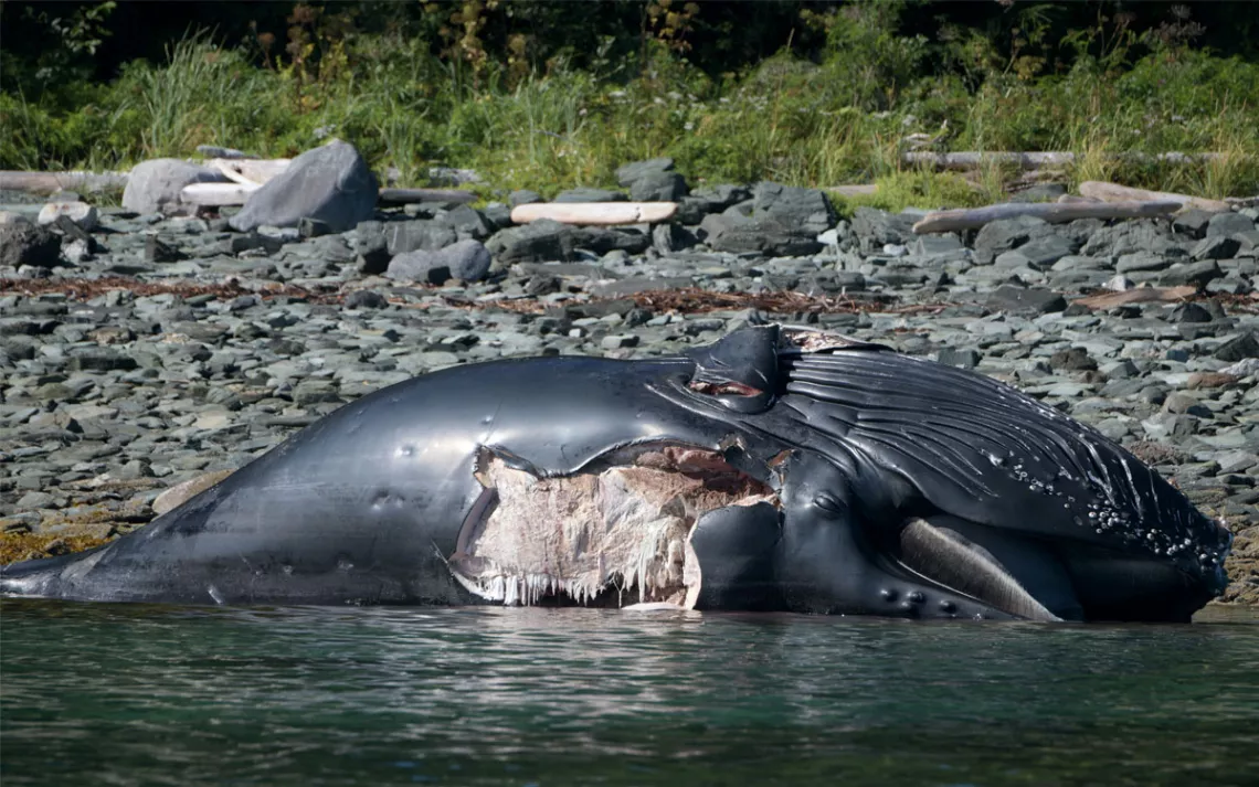 A dead humpback whale with a large gash in its side lies on a rocky beach.