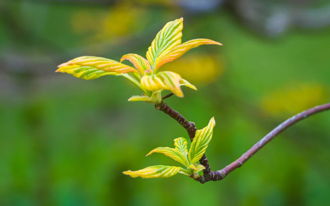 Close-up of a pagoda dogwood branch with several yellow and green leaves