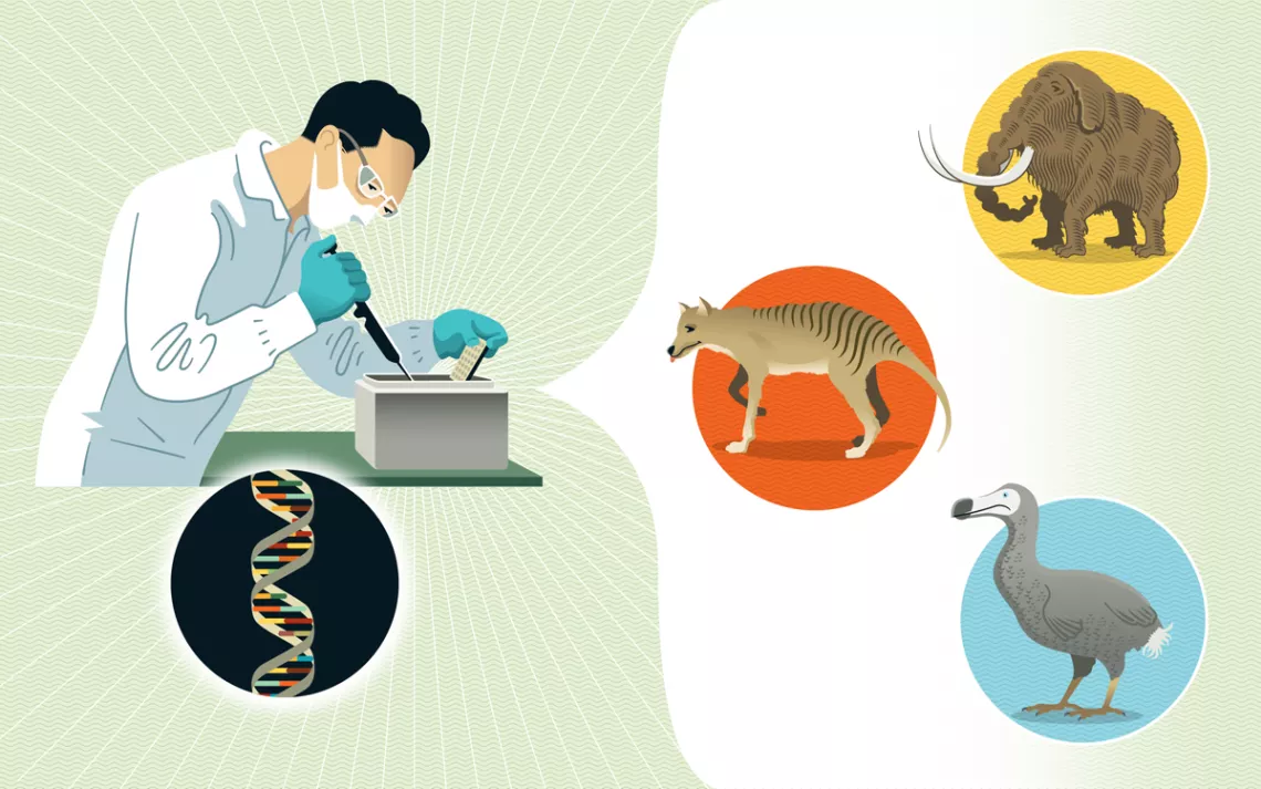 Illustration shows a lab technician with goggles and mask working on a box with a syringe. A close-up of a strand of DNA. Illustration of a brown woolly mammoth. Illustration of a brown Tasmanian tiger. Illustration of a gray-and-white dodo.